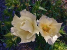 photo thumbnail #15