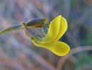 2012-03-14 :2: Joshua Tree National Park Trails :: gummo