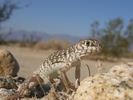 photo thumbnail #4