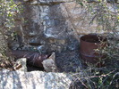 photo thumbnail #4