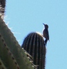 photo thumbnail #12