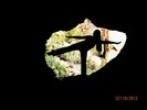 photo thumbnail #8