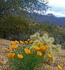 photo thumbnail #12