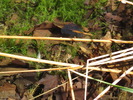 2012-03-12 :2: Reavis Falls Hike :: Woodsnative