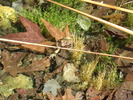 2012-03-12 :2: Reavis Falls Hike :: Woodsnative