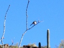 photo thumbnail #8