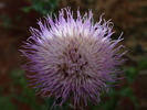 photo thumbnail #14