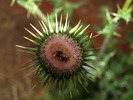 photo thumbnail #15