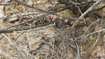 photo thumbnail #11