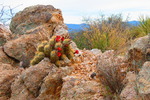 photo thumbnail #10