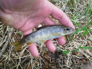 photo thumbnail #2