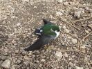 photo thumbnail #3