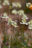 2012-03-20 :: Bartlett Lake Ephemeral Spring :: desertgirl