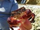 photo thumbnail #4