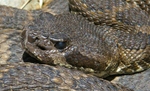 Featured Detail Photo