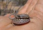 photo thumbnail #5