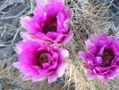 photo thumbnail #4