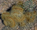 2012-03-12 :1: Superstition Ridgeline :: tibber