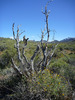 photo thumbnail #13