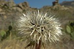 photo thumbnail #12