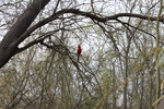 photo thumbnail #8