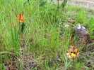 photo thumbnail #1