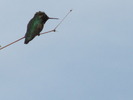 photo thumbnail #3