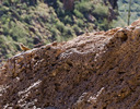photo thumbnail #13