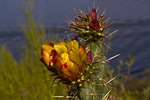 photo thumbnail #5