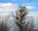 photo thumbnail #14