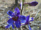 photo thumbnail #9