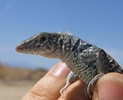 photo thumbnail #9