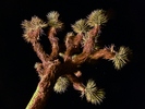 Featured Detail Photo