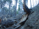 photo thumbnail #2