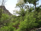 recent photo