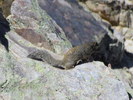 photo thumbnail #12
