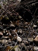 Featured Detail Photo
