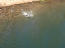 photo thumbnail #11