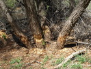 photo thumbnail #13