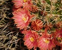 photo thumbnail #1