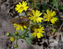 photo thumbnail #14