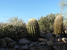 recent photo