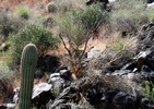 photo thumbnail #4