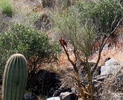 photo thumbnail #5