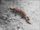 photo thumbnail #3