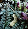 photo thumbnail #13