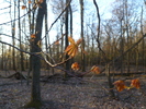 photo thumbnail #8