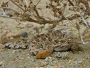 photo thumbnail #13