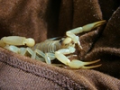 photo thumbnail #11