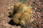 2012-04-01 :2: Superstition Ridgeline :: PrestonSands